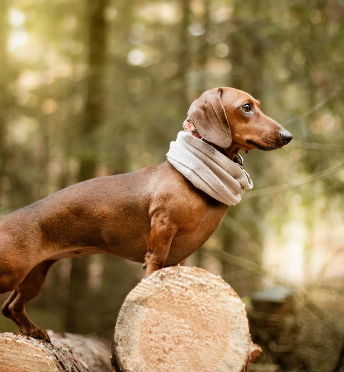 Short Dogs and Urinalysis