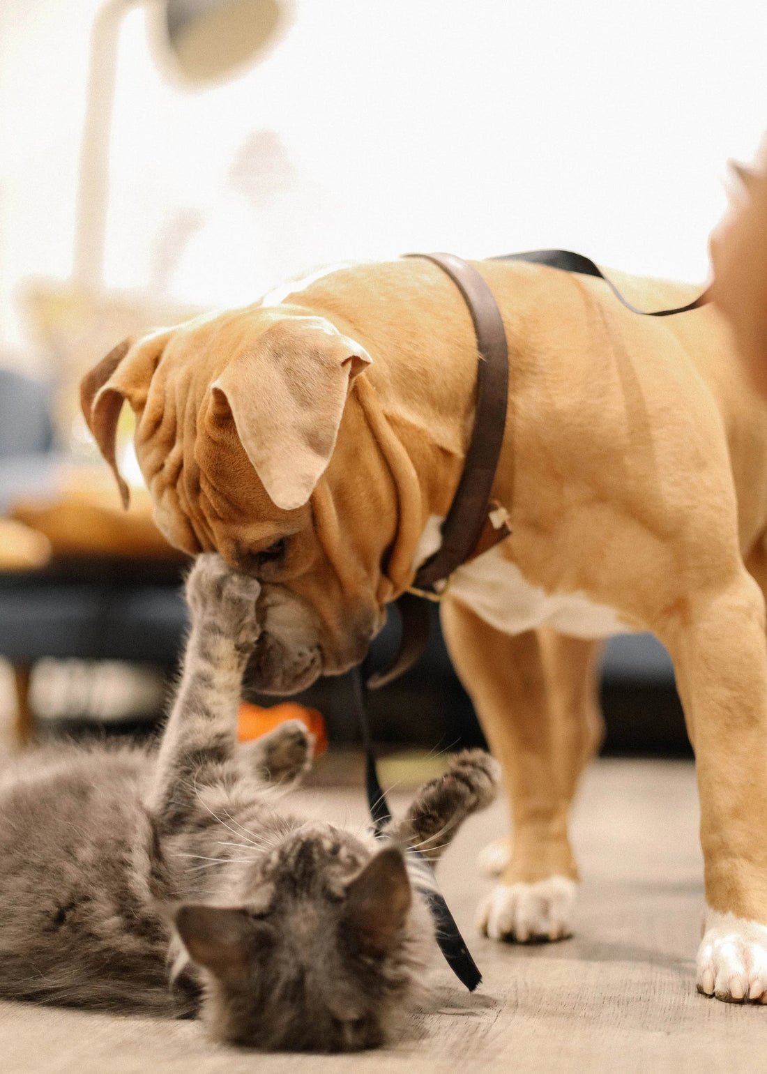 What can we learn from 1-800-Pet-Meds?