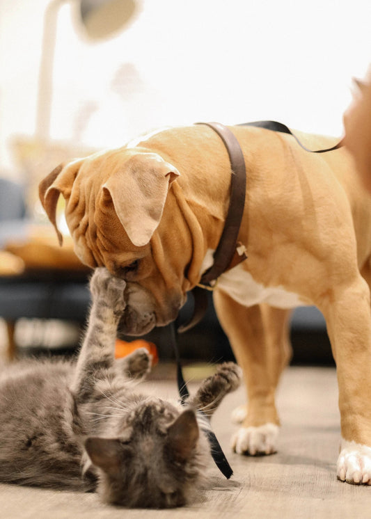 What can we learn from 1-800-Pet-Meds?