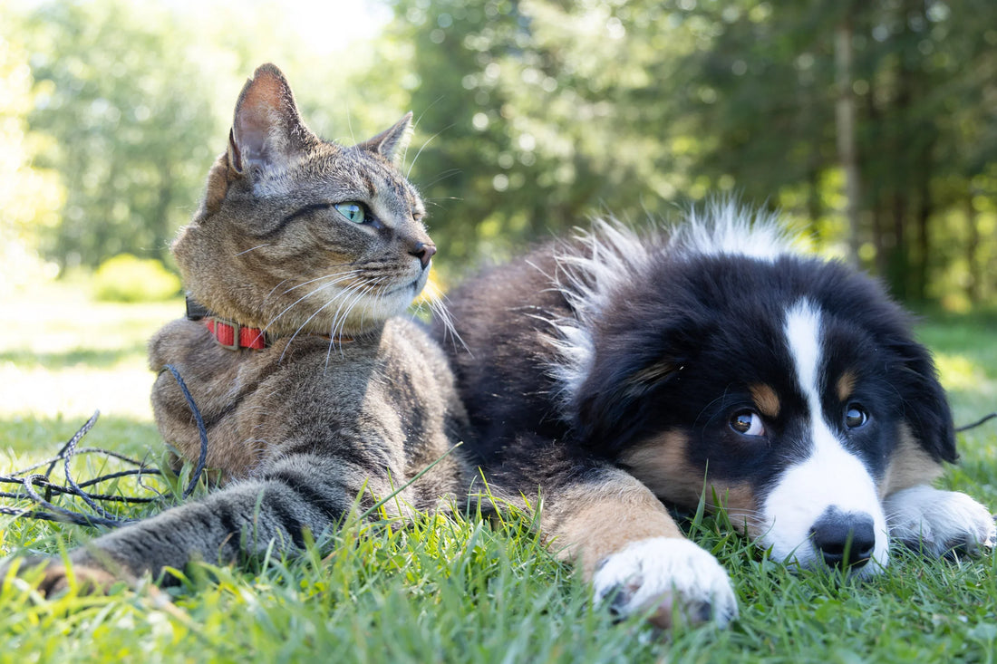 Addressing Antimicrobial Resistance in Companion Animal Medicine