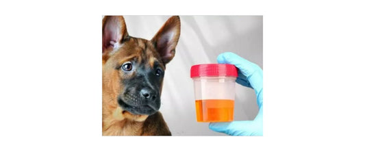 Urinalysis: The Liquid Gold Standard of Veterinary Diagnostics